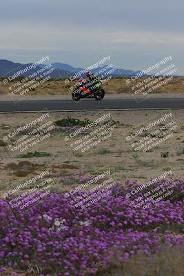 media/Jan-14-2023-SoCal Trackdays (Sat) [[497694156f]]/Turn 14 Exit Bloomig (145pm)/